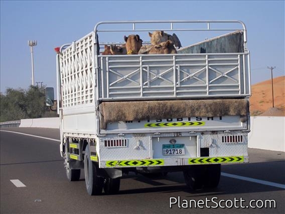 Camel Truck