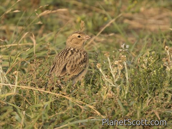 McCown's Longspur (Rhynchophanes mccownii)