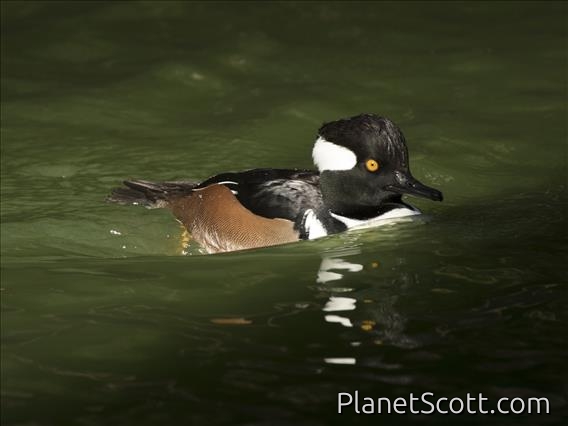 Hooded Merganser (Lophodytes cucullatus)