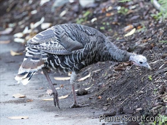 Wild Turkey (Meleagris gallopavo)