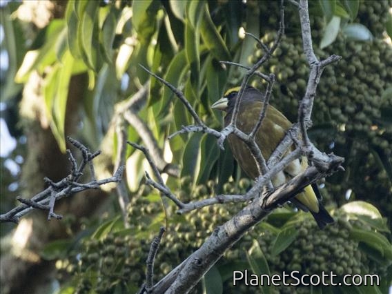 Evening Grosbeak (Coccothraustes vespertinus)