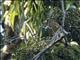 Evening Grosbeak (Coccothraustes vespertinus)