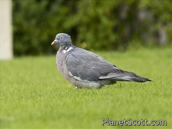 Common Wood-Pigeon (Columba palumbus)