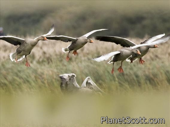 Graylag Goose (Anser anser)
