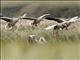 Graylag Goose (Anser anser)