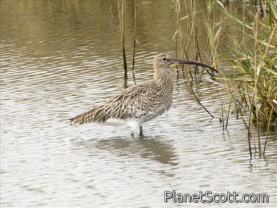 Eurasian Curlew (Numenius arquata)