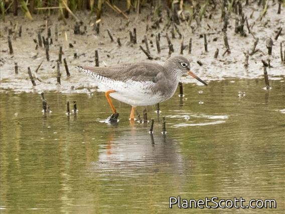 Common Redshank (Tringa totanus)