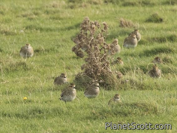 European Golden-Plover (Pluvialis apricaria)