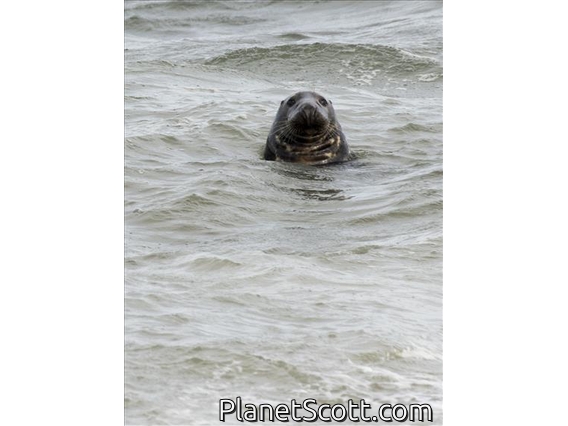 Gray Seal (Halichoerus grypus)