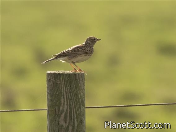 Eurasian Skylark (Alauda arvensis)