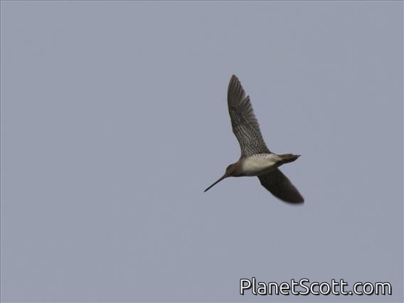 Common Snipe (Gallinago gallinago)