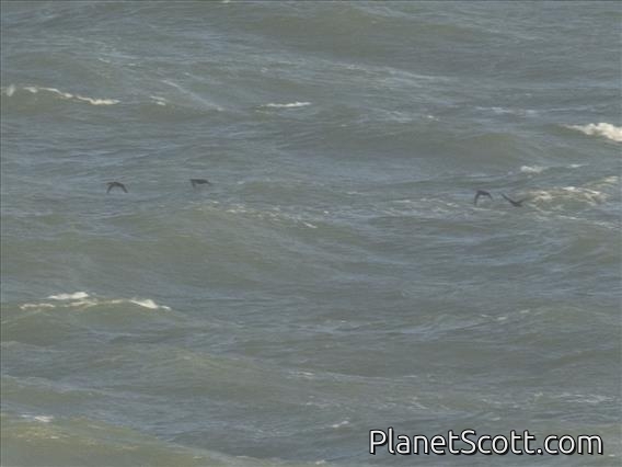 Common Scoter (Melanitta nigra)