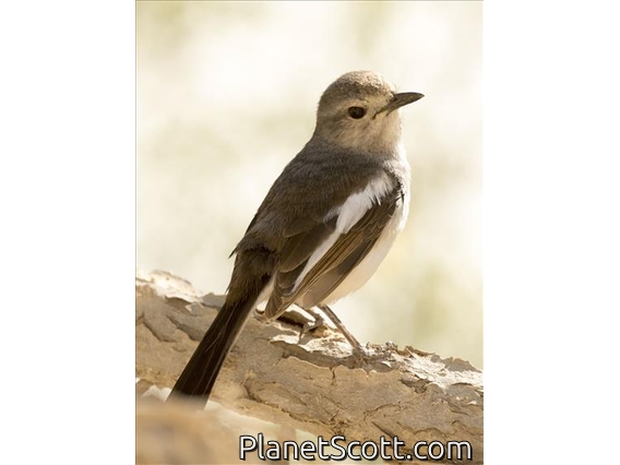 Madagascar Magpie-Robin (Copsychus albospecularis) - Female