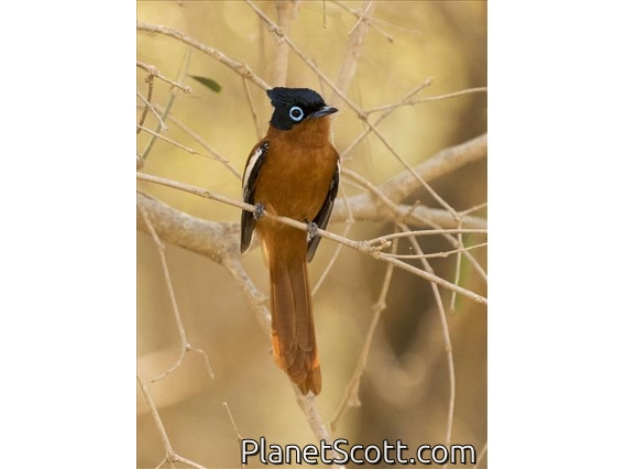 Madagascar Paradise-Flycatcher (Terpsiphone mutata) - Rufous Morph Subadult Male
