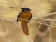 Malagasy Paradise-Flycatcher (Terpsiphone mutata)