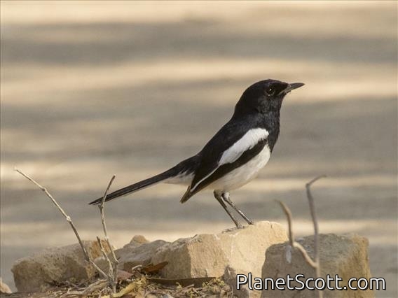Madagascar Magpie-Robin (Copsychus albospecularis) - Male