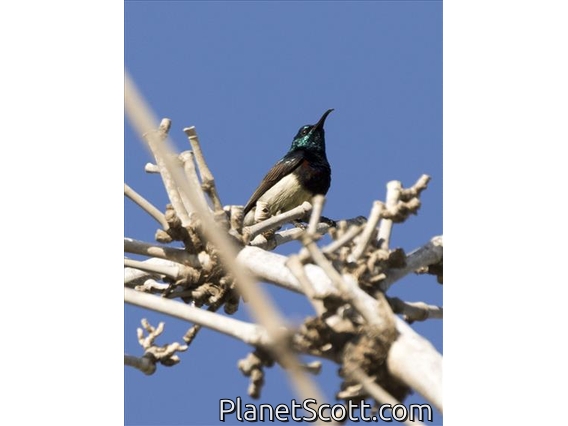 Souimanga Sunbird (Cinnyris sovimanga) - Male