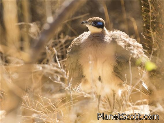 Olive-capped Coua (Coua olivaceiceps)