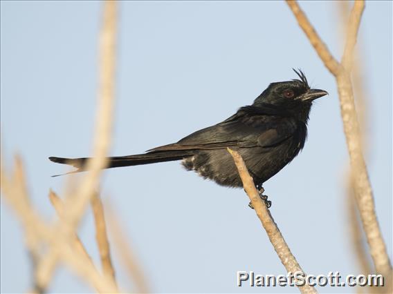Crested Drongo (Dicrurus forficatus)