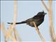 Crested Drongo (Dicrurus forficatus)