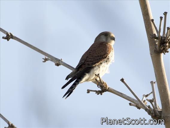 Madagascar Kestrel (Falco newtoni)