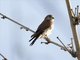 Malagasy Kestrel (Falco newtoni)