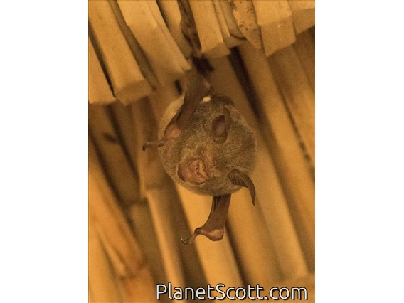 Commerson's Leaf-nosed Bat (Hipposideros commersonii)