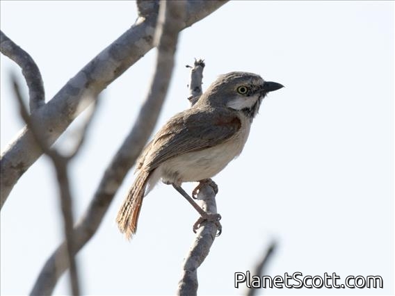 Red-shouldered Vanga (Calicalicus rufocarpalis)