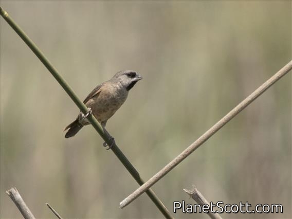 Madagascar Munia (Lonchura nana)