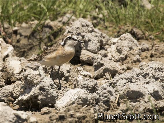 Kittlitz's Plover (Charadrius pecuarius)