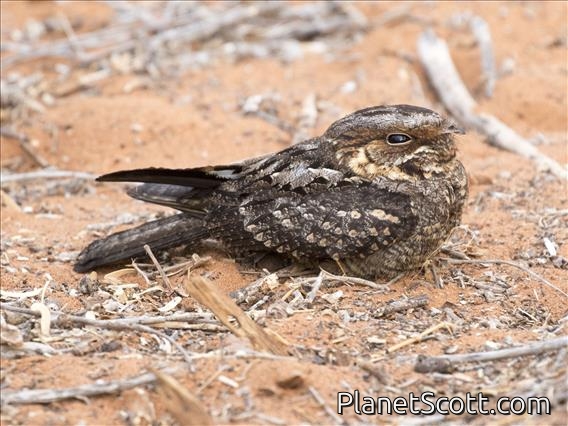 Madagascar Nightjar (Caprimulgus madagascariensis)