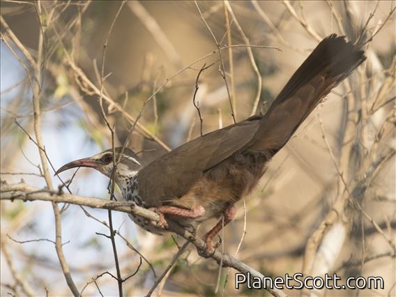Subdesert Mesite (Monias benschi) - Male