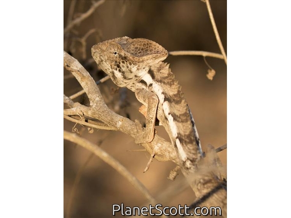 Warty Chameleon (Furcifer verrucosus)