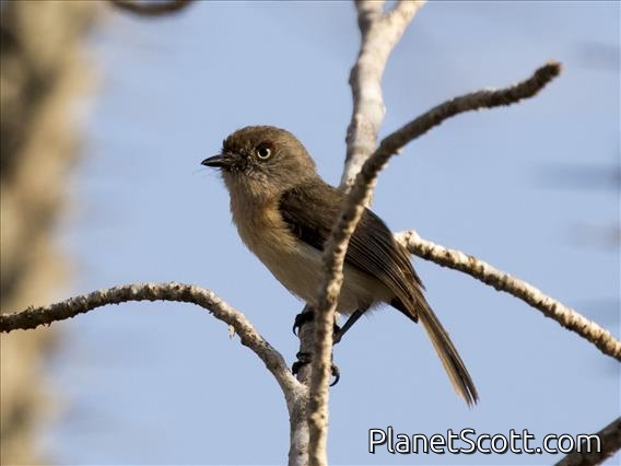 Archbold's Newtonia (Newtonia archboldi)