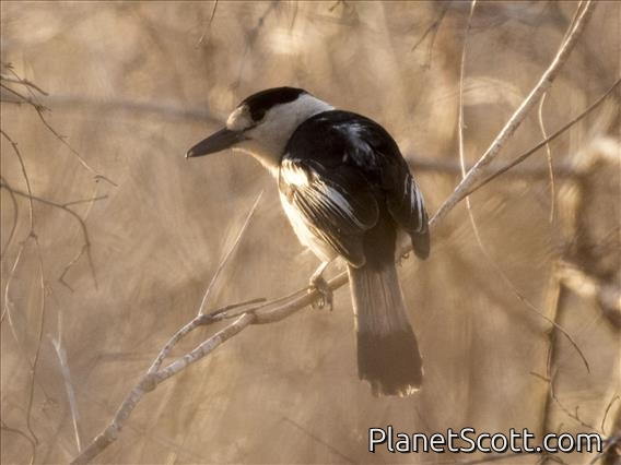 Hook-billed Vanga (Vanga curvirostris)