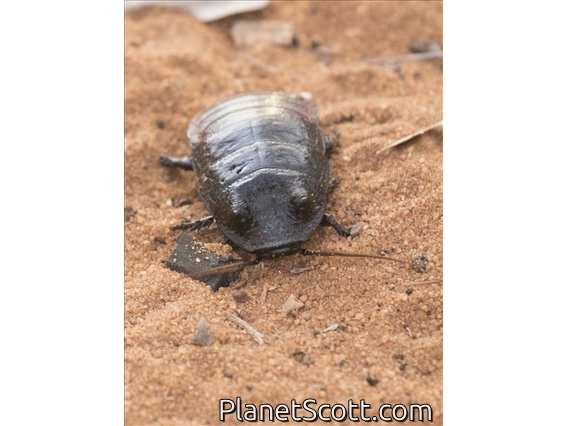 Madagascar Hissing Cockroach (Gromphadorhina portentosa)
