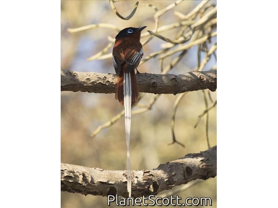 Madagascar Paradise-Flycatcher (Terpsiphone mutata) -Rufous Morph Adult Male