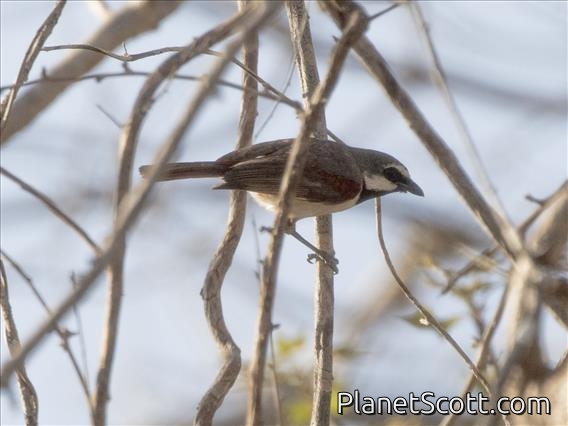 Red-tailed Vanga (Calicalicus madagascariensis)