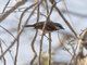 Red-tailed Vanga (Calicalicus madagascariensis)