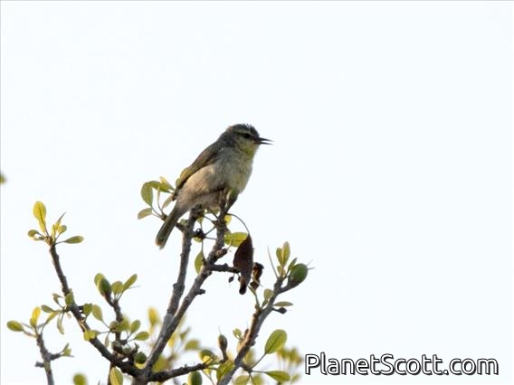 Stripe-throated Jery (Neomixis striatigula)