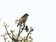 Stripe-throated Jery (Neomixis striatigula)