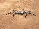 Huntsman Spider (Damastes sp)