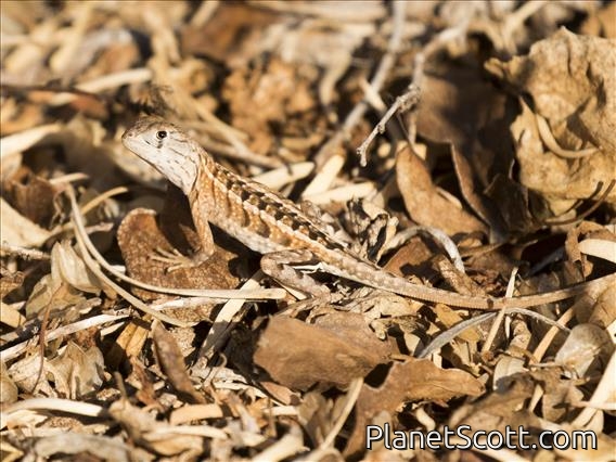 Three-eyed Lizard (Chalarodon madagascariensis)