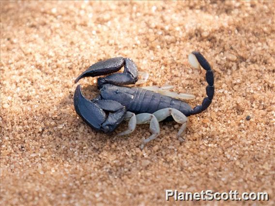 Deadly Scorpion