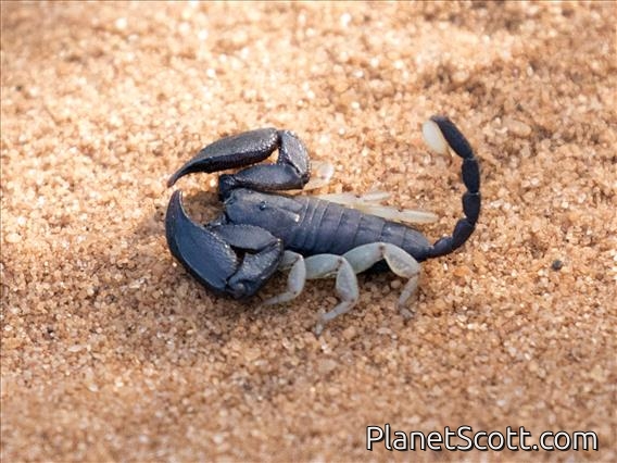 Deadly Scorpion