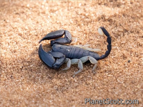 Docile Scorpion (Opisthacanthus sp)