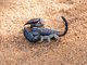 Docile Scorpion (Opisthacanthus sp)