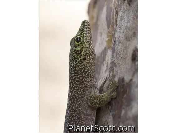Standing's Day Gecko (Phelsuma standingi)