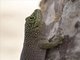 Standing's Day Gecko (Phelsuma standingi)
