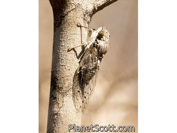 Chremistica Cicada (Chremistica ssp)
